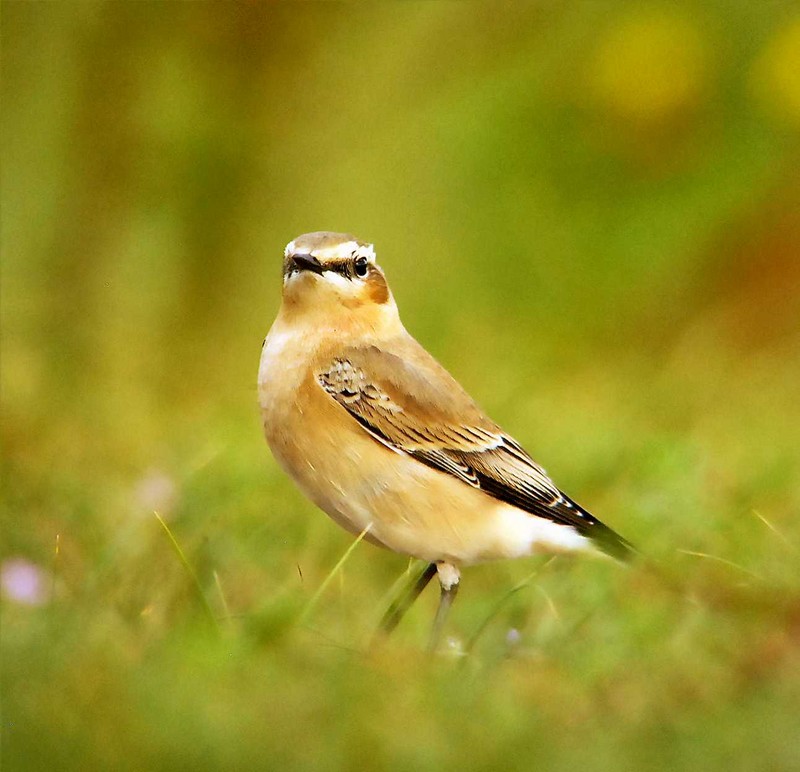 Wheatear
