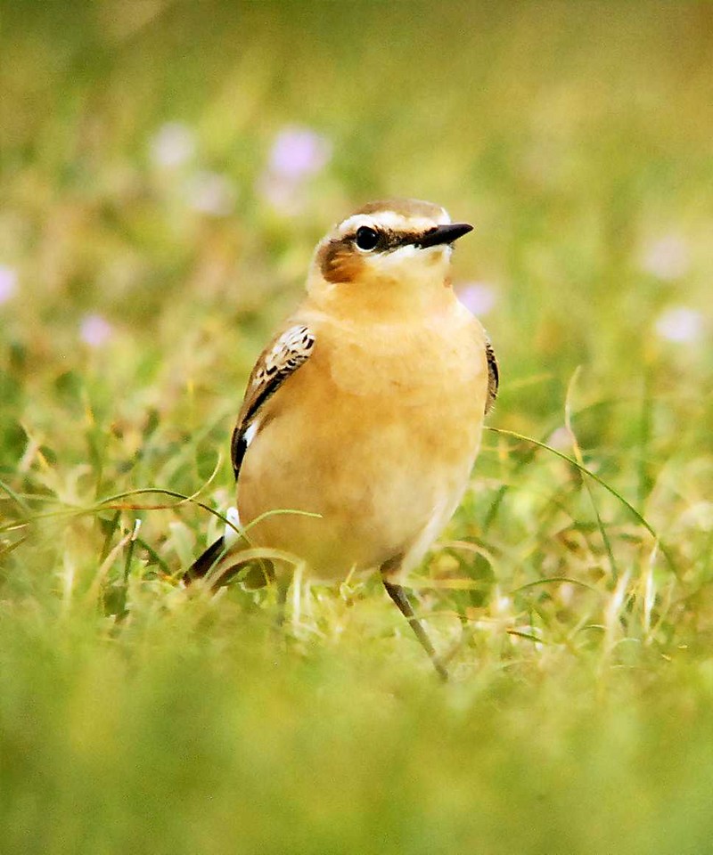 Wheatear