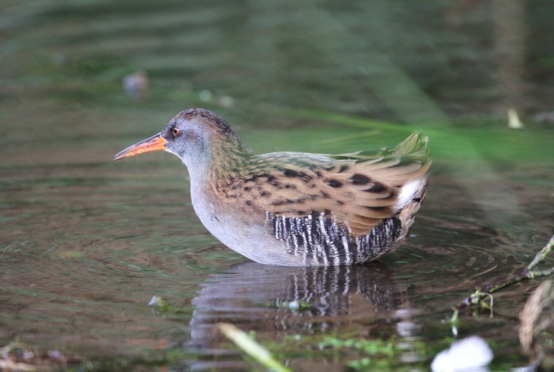 Water Rail