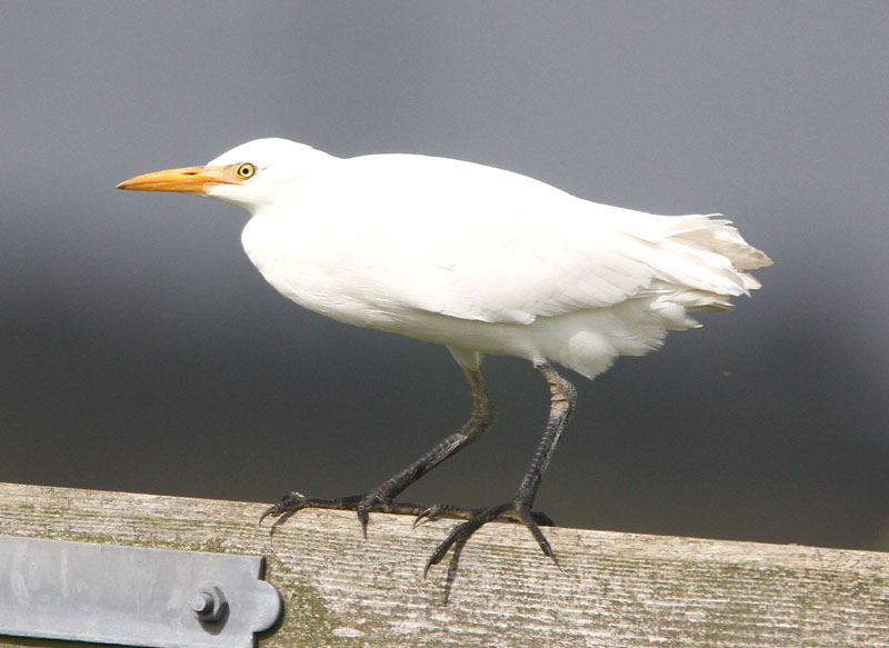 Cattle Egret