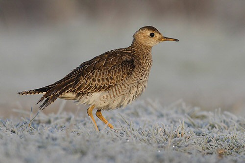 Upland Sandpiper