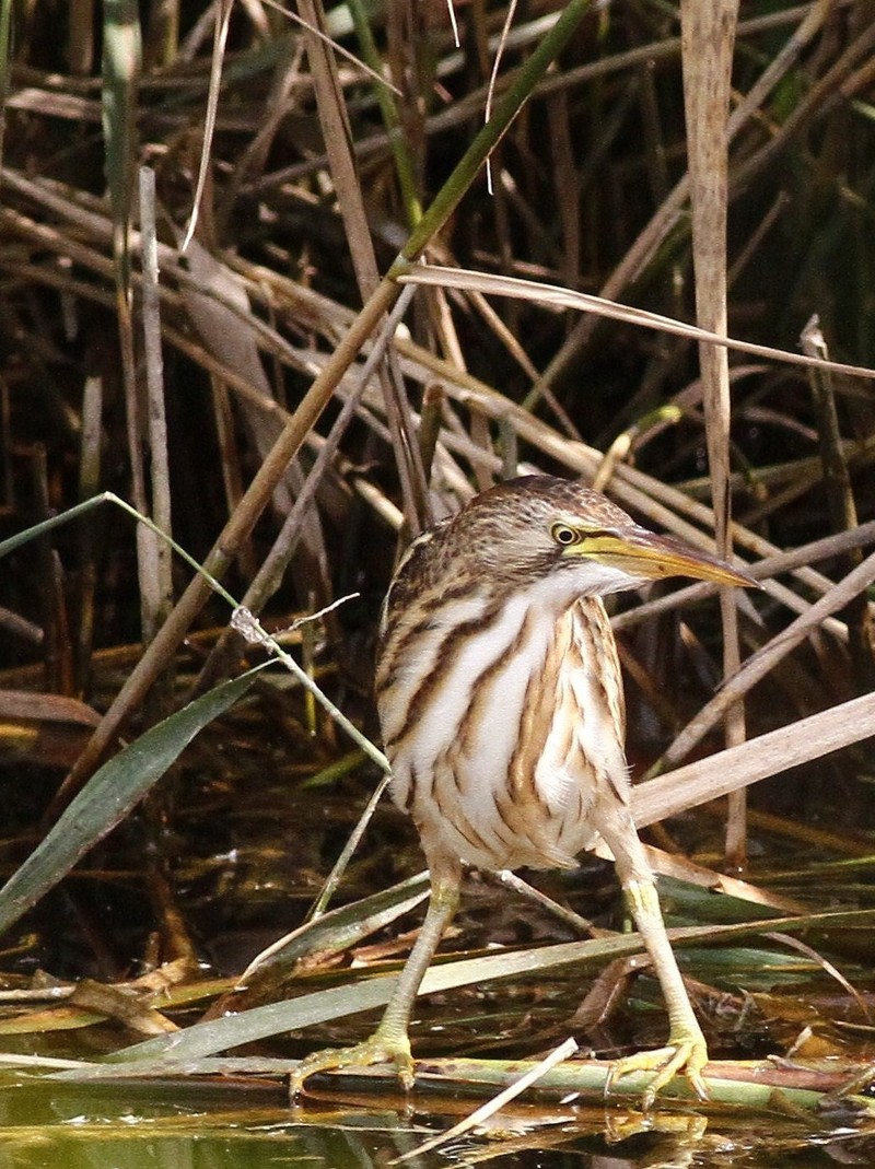 Little Bittern