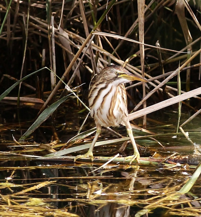 Little Bittern