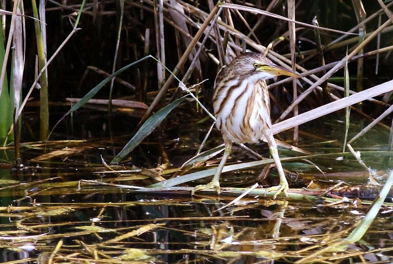 Little Bittern