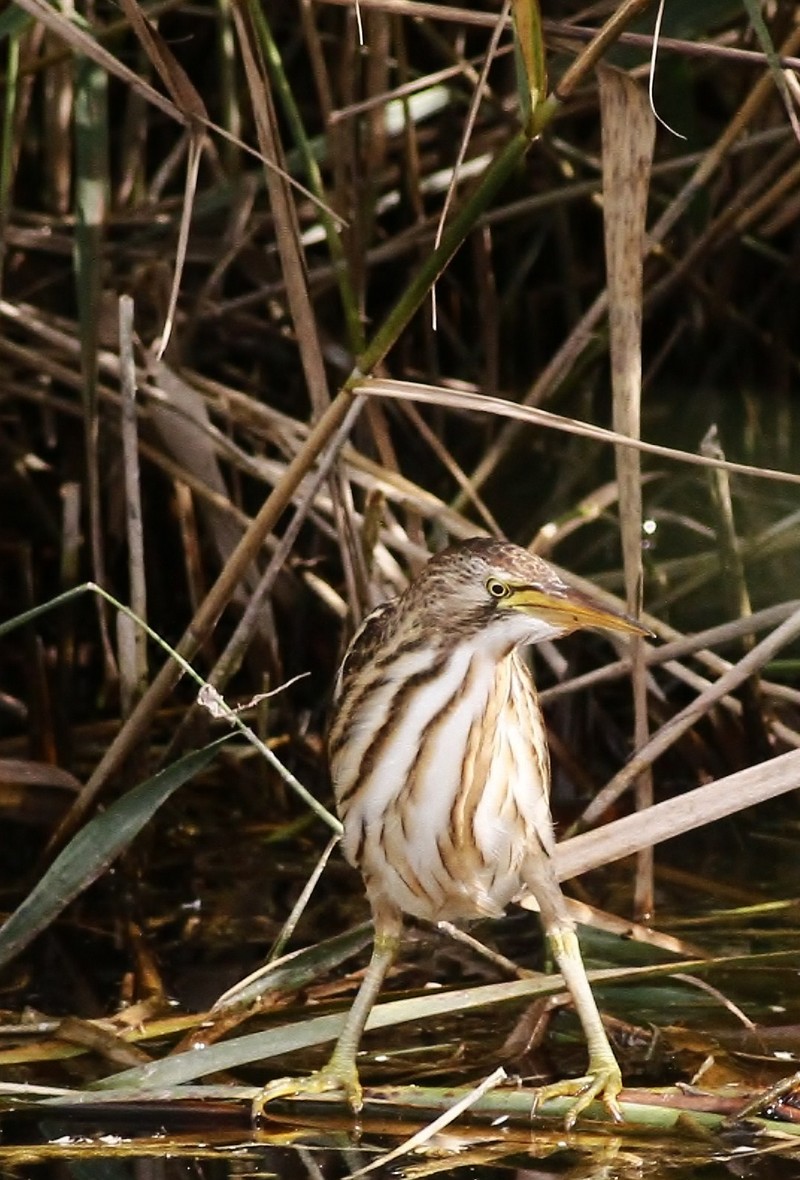 Little Bittern