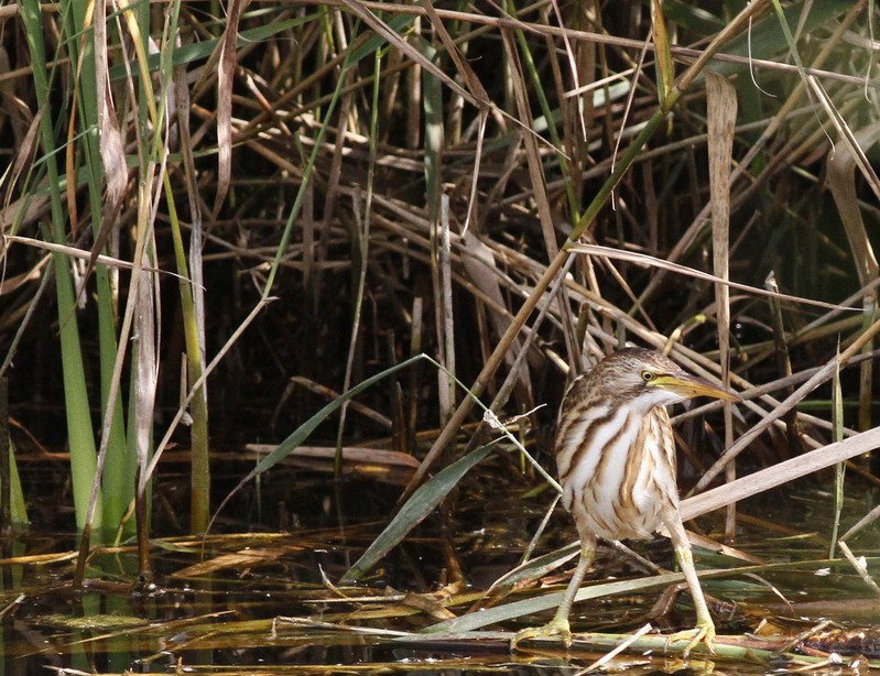Little Bittern