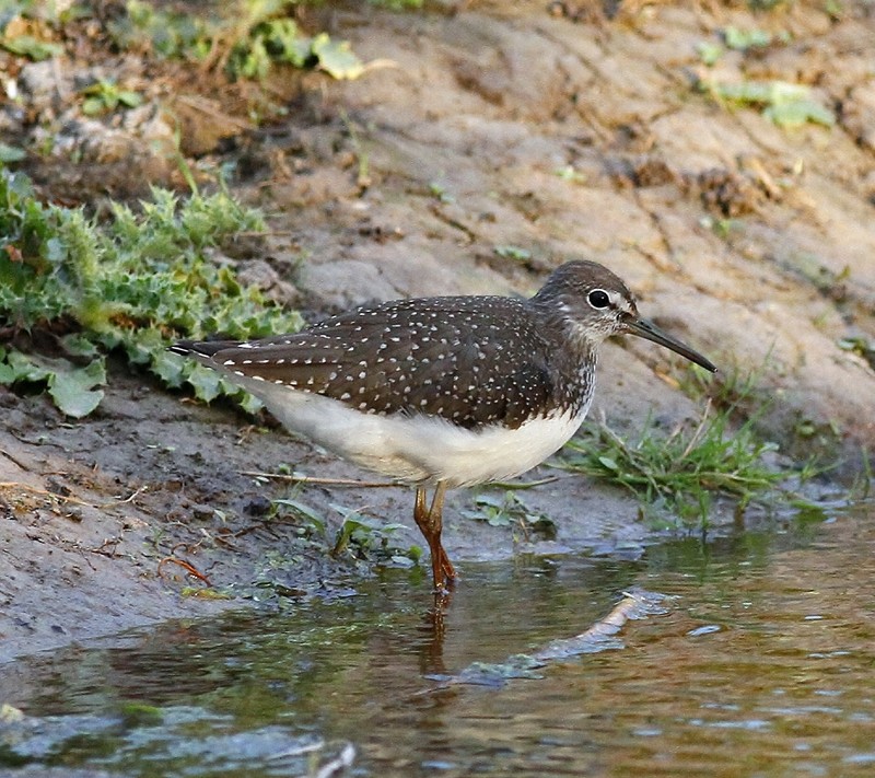 Green Sandpiper