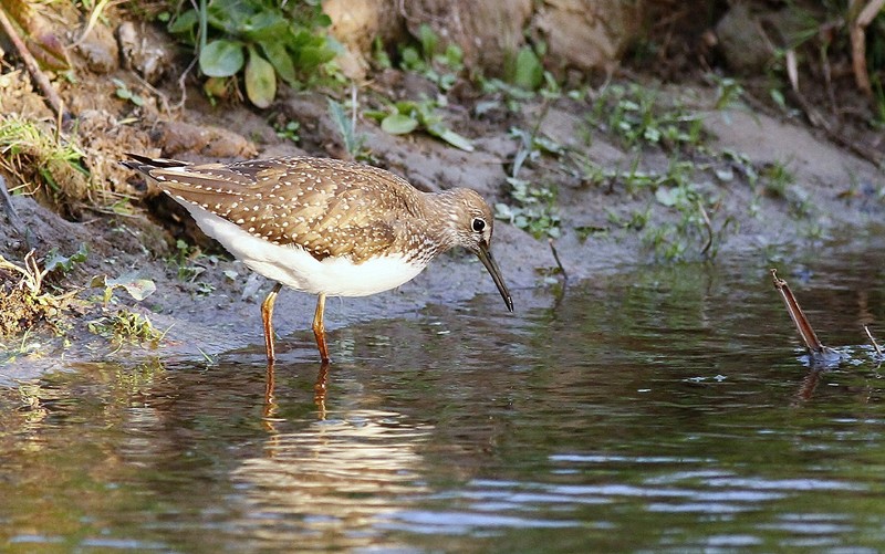 Green Sandpiper
