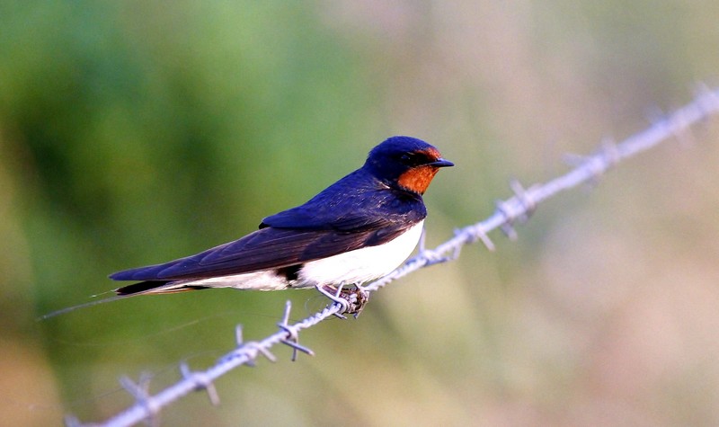 Swallow