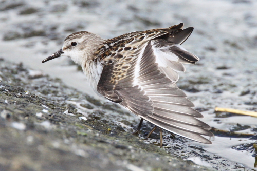 Little Stint
