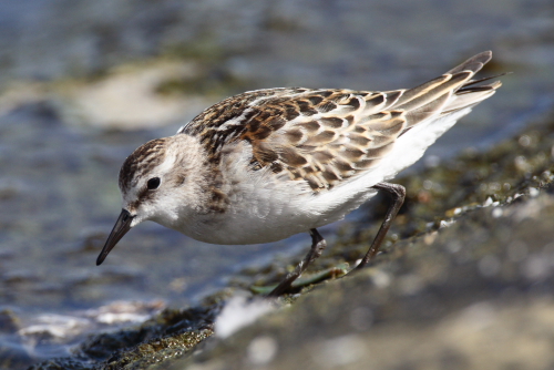 Little Stint
