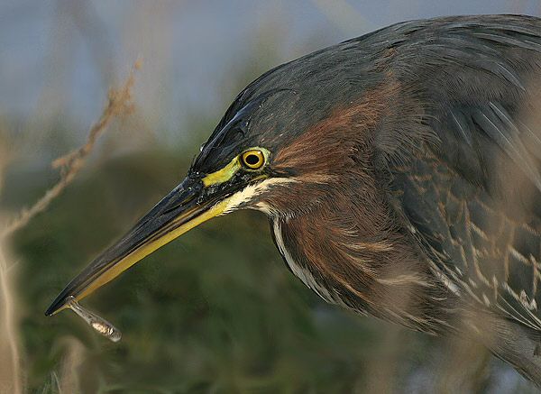 Green Heron