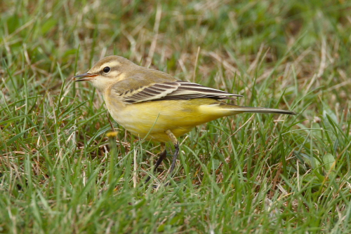Yellow Wagtail