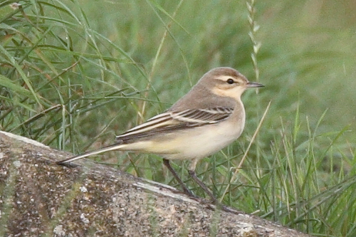 Yellow Wagtail