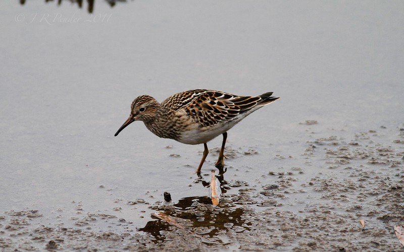 Pectoral Sandpiper