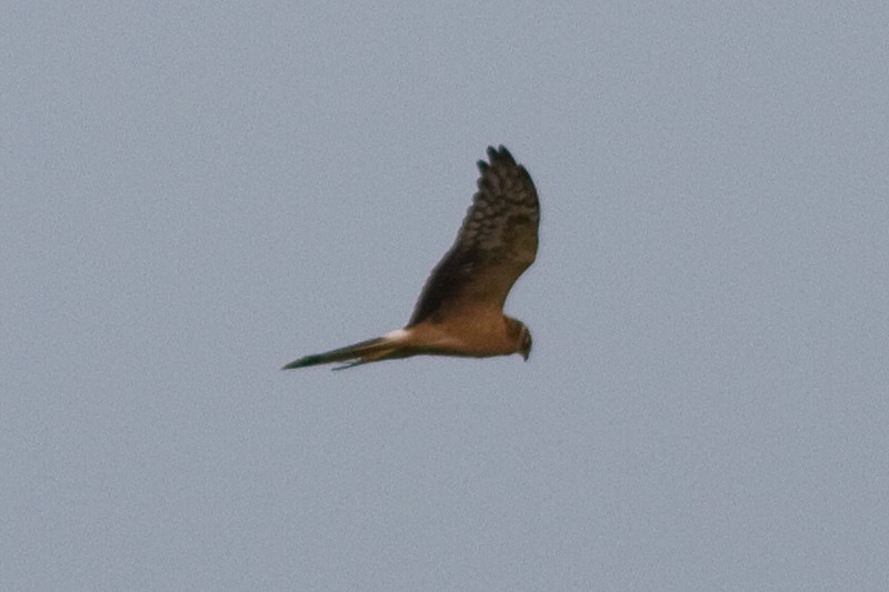 Pallid Harrier