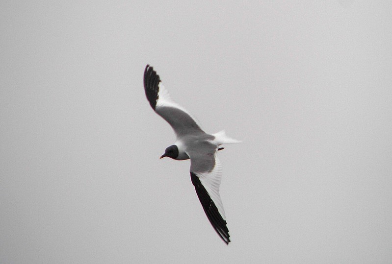 Sabine's Gull
