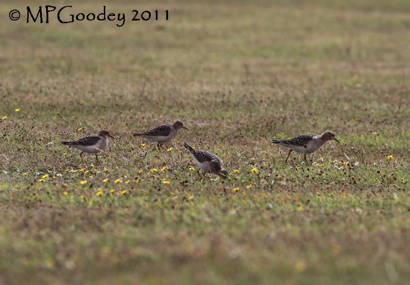 Buff-breasted Sandpiper