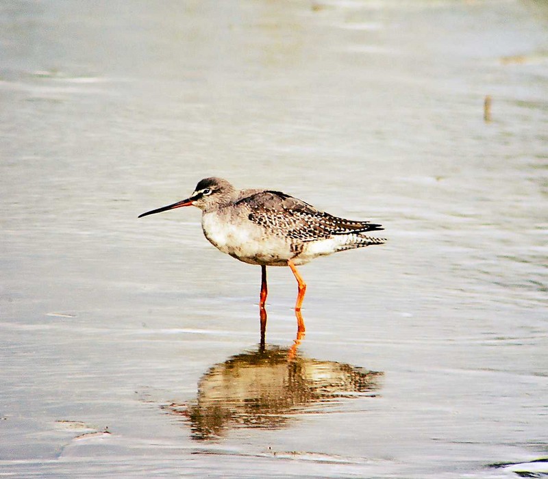 Spotted Redshank