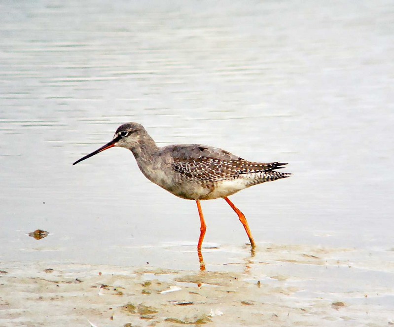 Spotted Redshank