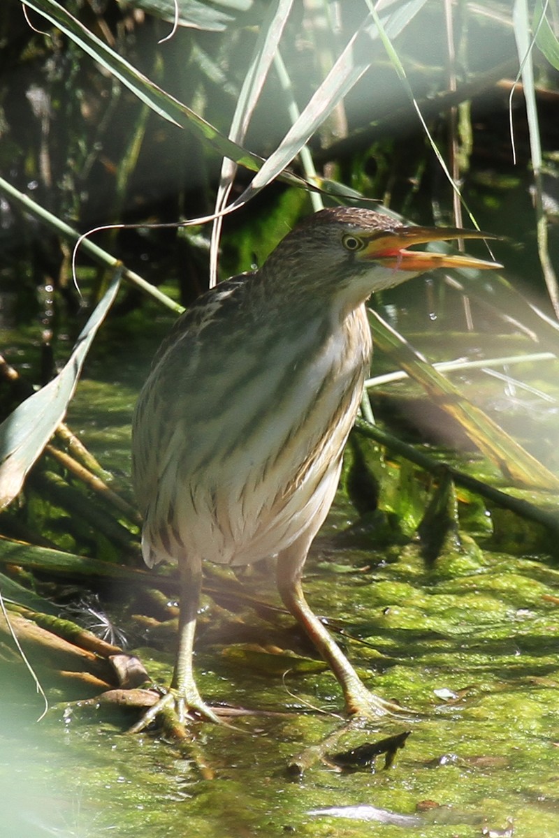 Little Bittern