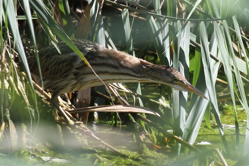 Little Bittern