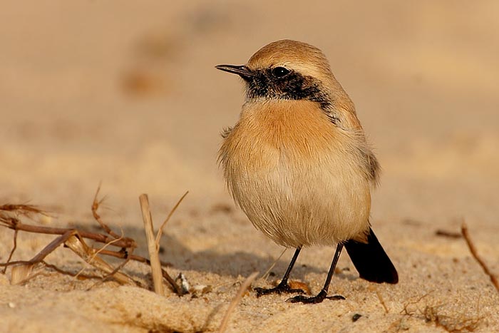 Desert Wheatear