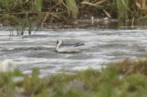 Grey Phalarope