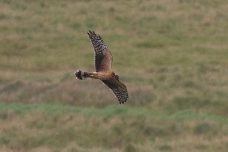 Pallid Harrier
