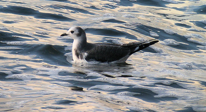 Sabine's Gull