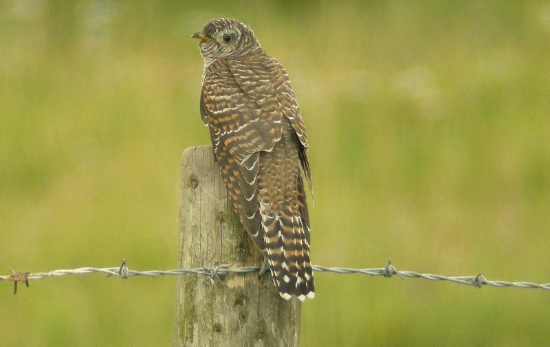 Cuckoo