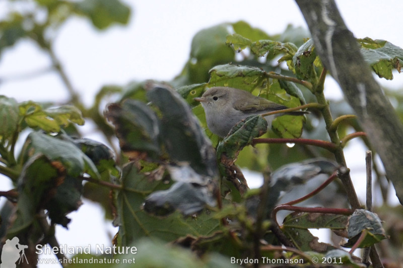 Western Bonelli's Warbler