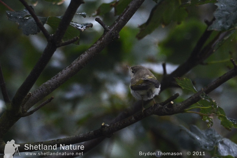 Western Bonelli's Warbler