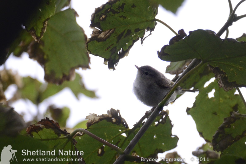 Western Bonelli's Warbler
