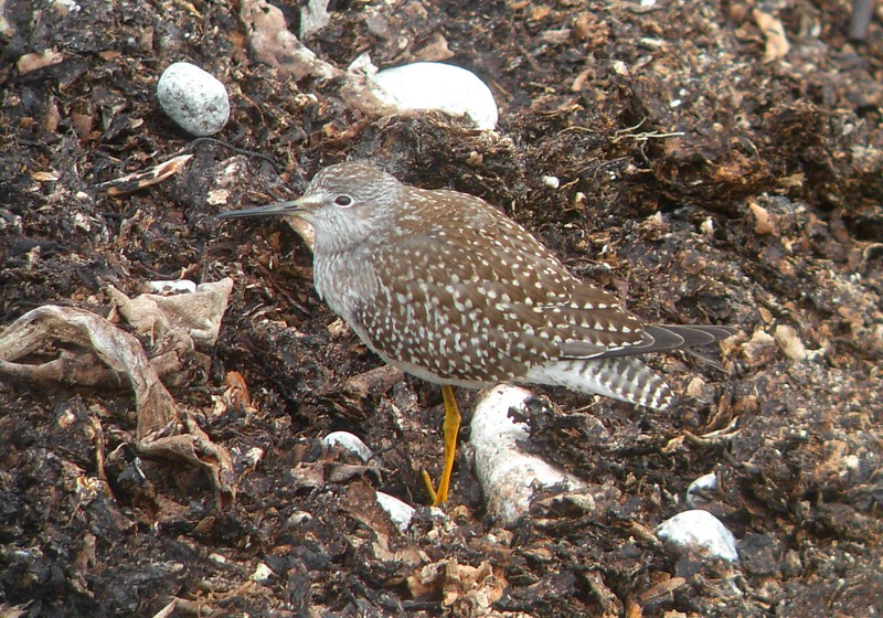 Lesser Yellowlegs