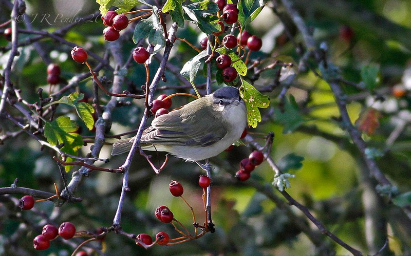 Red-eyed Vireo