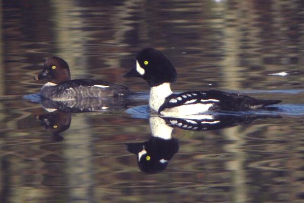 Barrow's Goldeneye