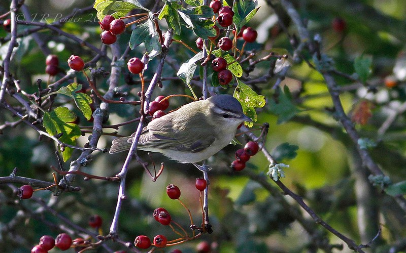 Red-eyed Vireo