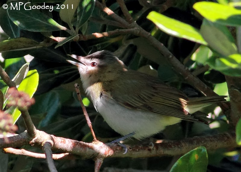 Red-eyed Vireo