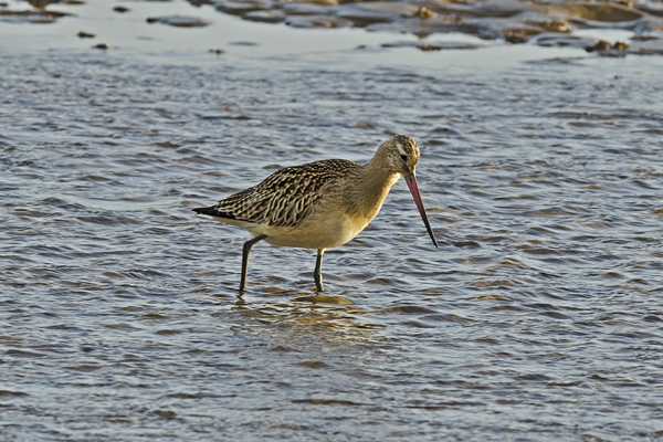 Bar-tailed Godwit