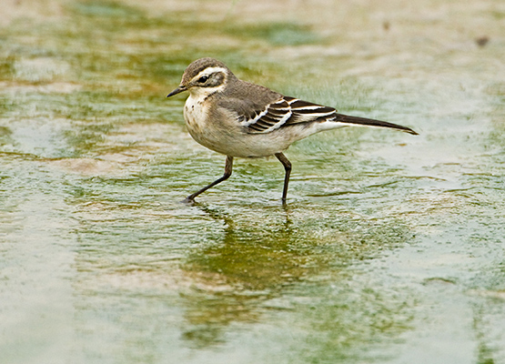 Citrine Wagtail