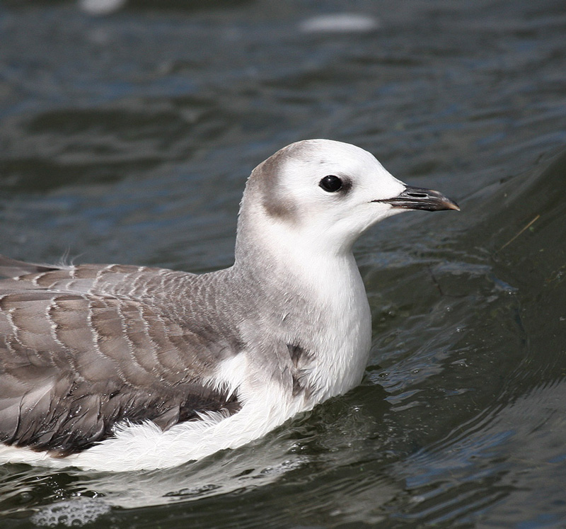 Sabine's Gull