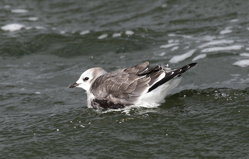 Sabine's Gull