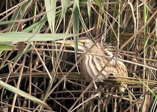 Little Bittern
