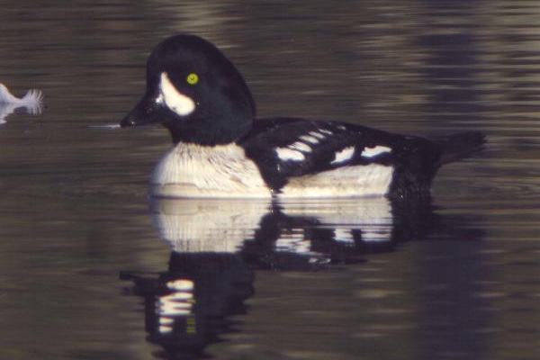 Barrow's Goldeneye