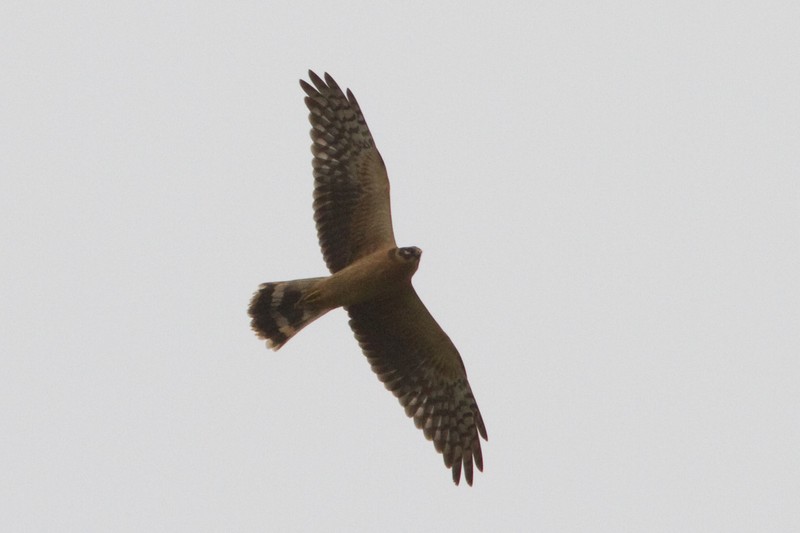 Pallid Harrier