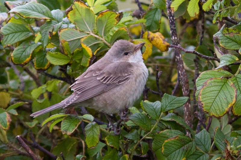 Barred Warbler