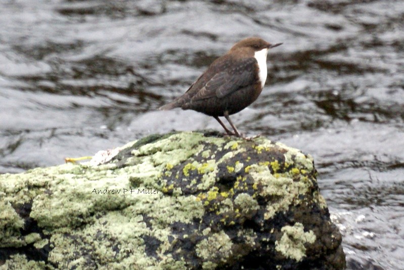 Dipper