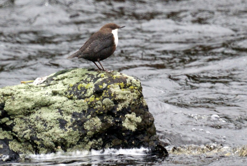Dipper