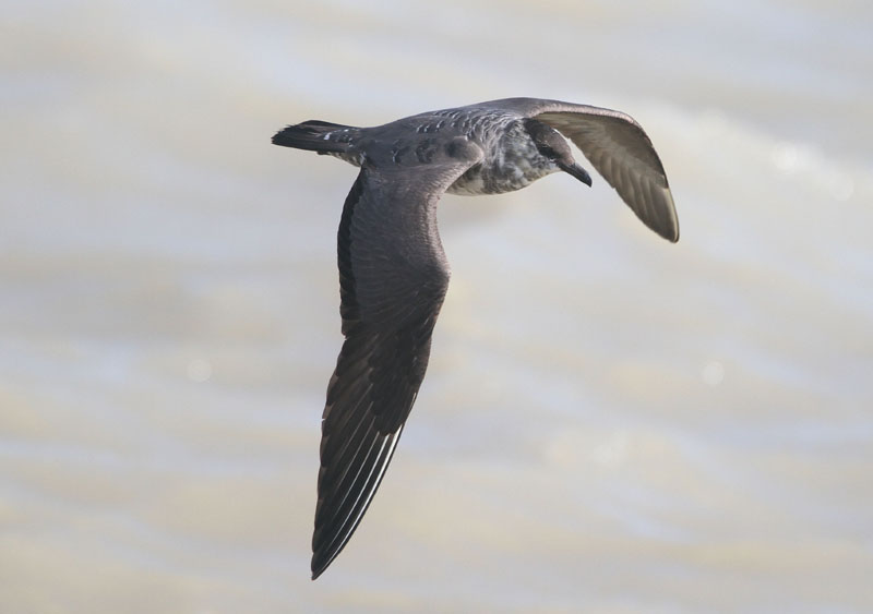 Long-tailed Skua